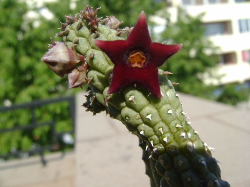 Echidnopsis repens - Stapeliade 2017