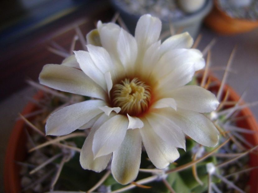 Gymnocalycium intermedium - Cactusi 2017 Gymnocalycium