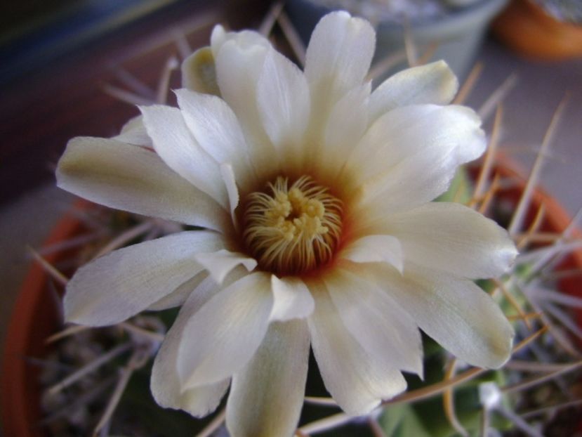 Gymnocalycium intermedium - Cactusi 2017 Gymnocalycium