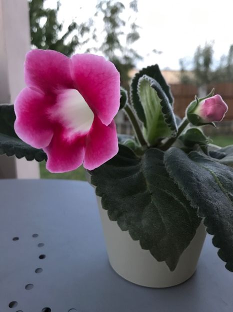 Blanche De Meru - Gloxinia 2017