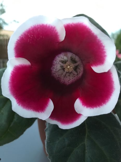  - Gloxinia 2017