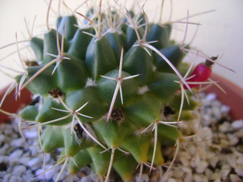 Mammillaria compressa - Cactusi 2017 continuare