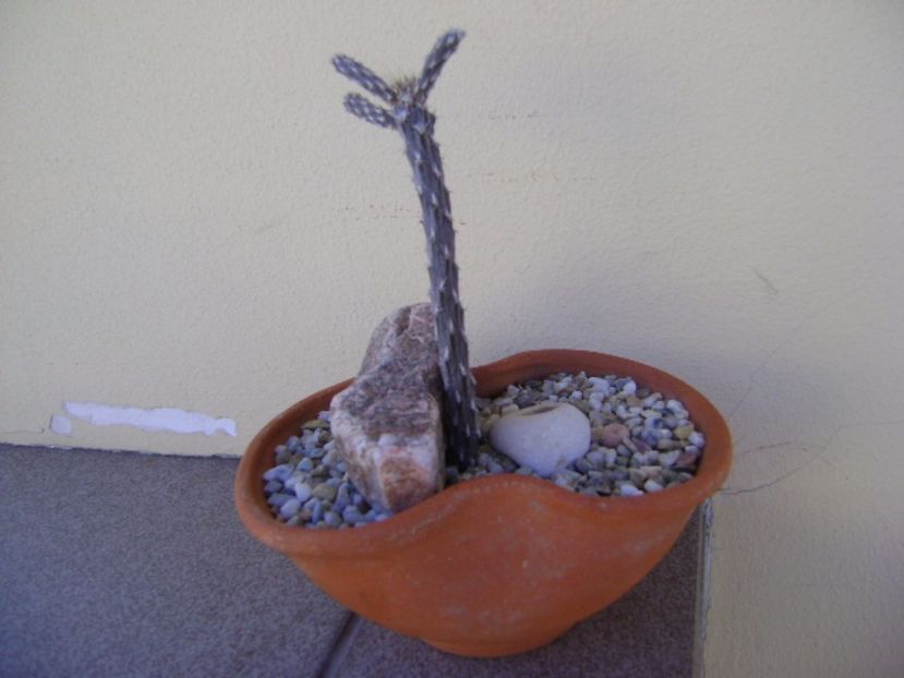 Pterocactus tuberosus - Cactusi 2017 continuare