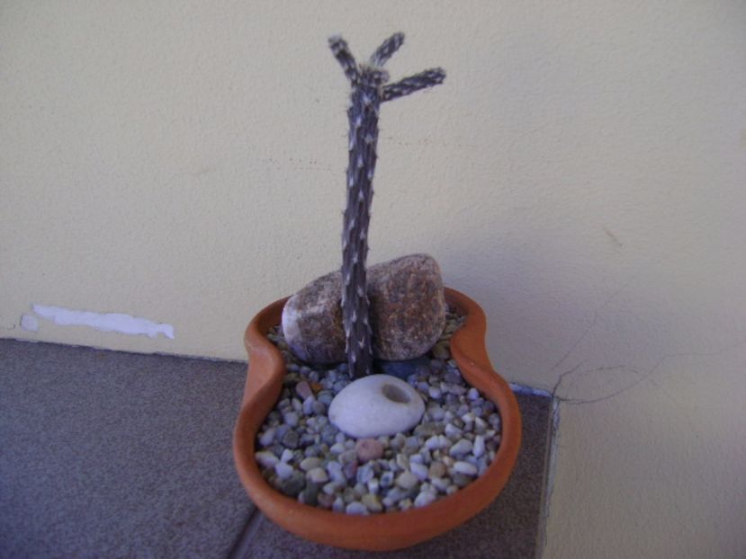 Pterocactus tuberosus - Cactusi 2017 continuare