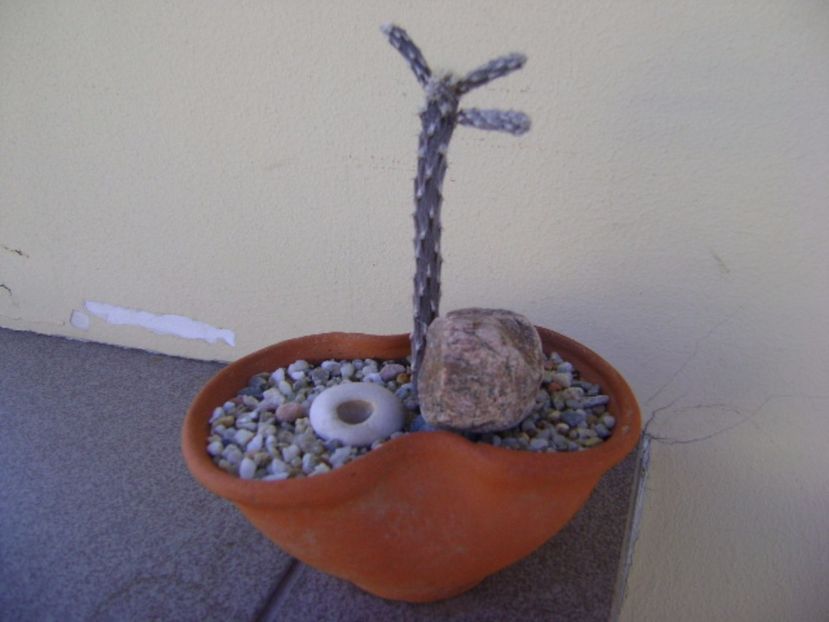 Pterocactus tuberosus - Cactusi 2017 continuare