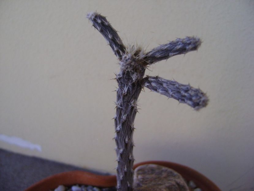 Pterocactus tuberosus - Cactusi 2017 continuare
