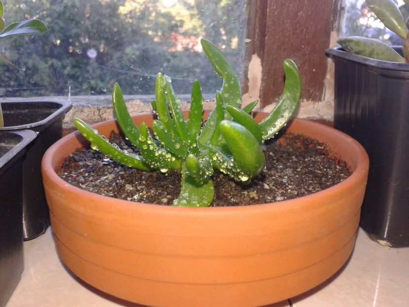 Glottiphyllum nelii - Glottiphyllum