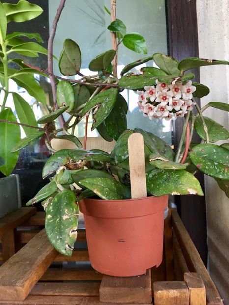 Carnosa 1 - Hoya 2017