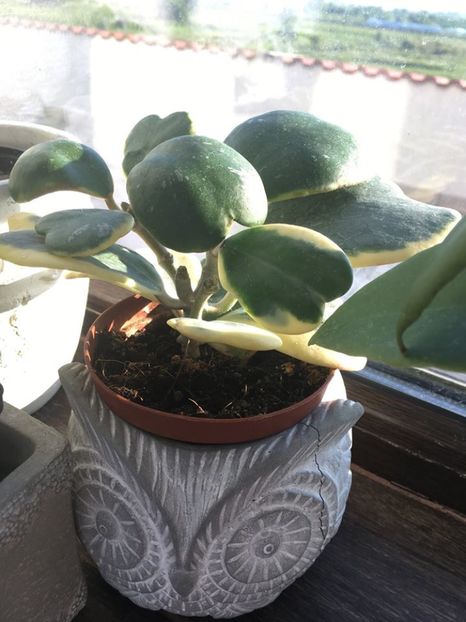 Kerrii variegata - Hoya 2017