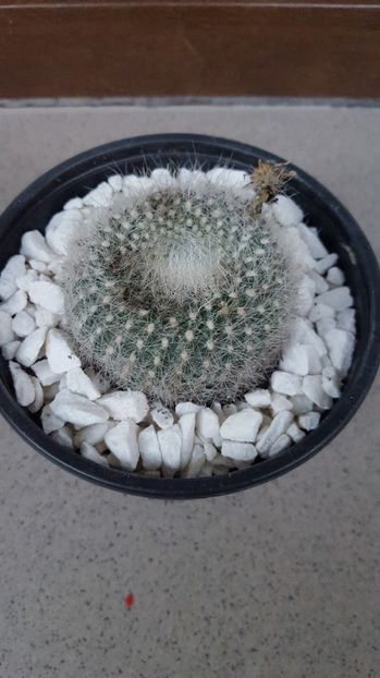  - Parodia haselbergii -notocactus N