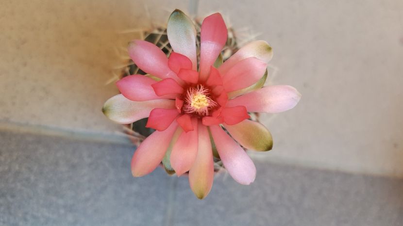  - Gymnocalycium baldianum