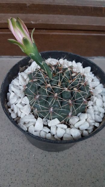 Gymnocalycium baldianum - Gymnocalycium baldianum