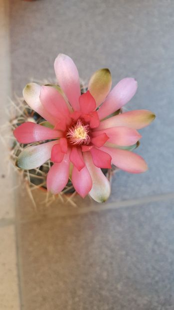 Gymnocalycium baldianum - Gymnocalycium baldianum