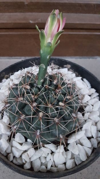  - Gymnocalycium baldianum