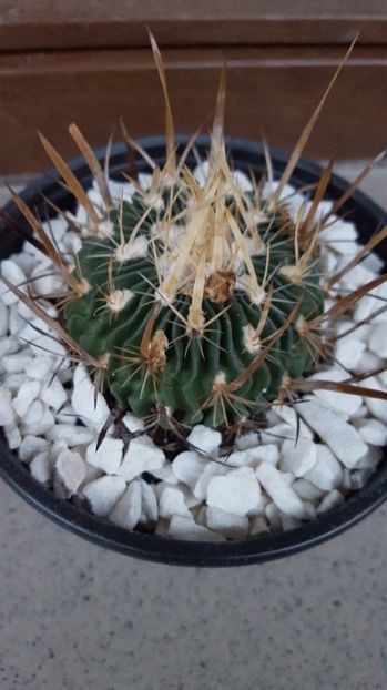  - Stenocactus phyllacanthus