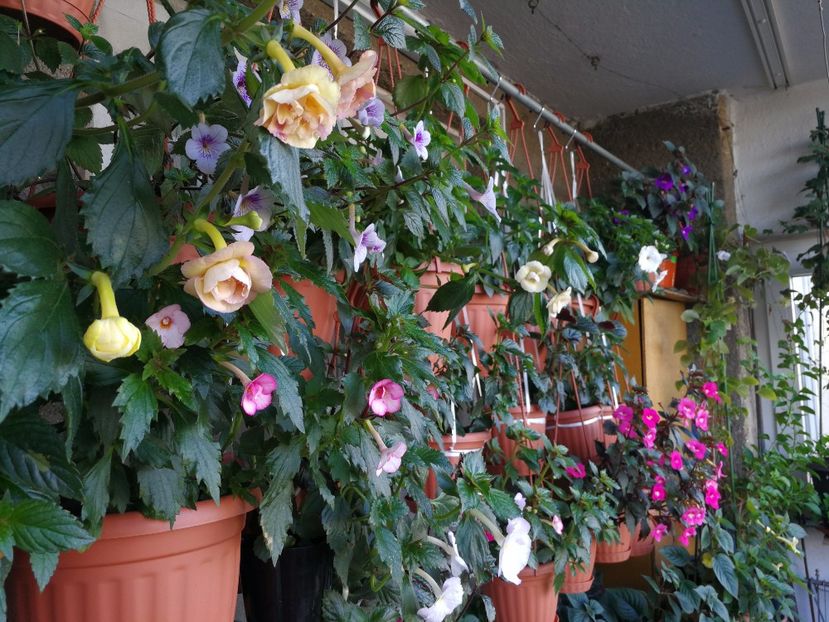  - Achimenes si Achimenantha colectie