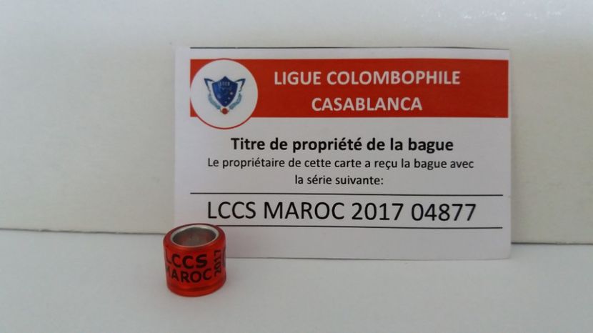  - Inele Maroc - 19 piese