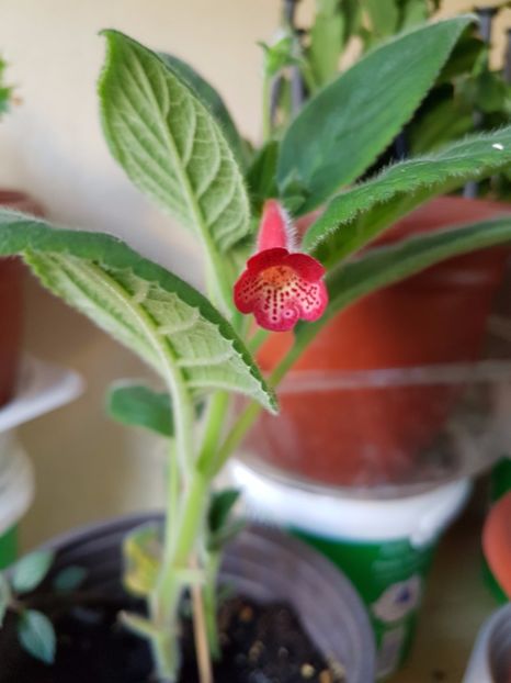 Manchu - KOHLERIILE MELE 2017