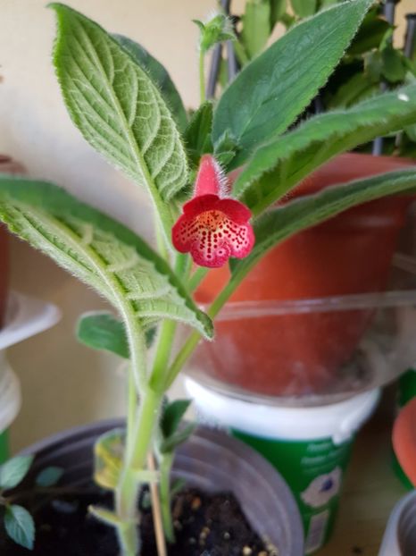 Manchu - KOHLERIILE MELE 2017