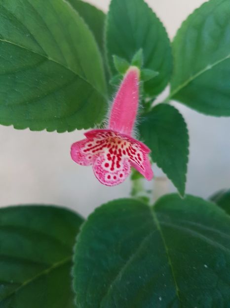 Manchu - KOHLERIILE MELE 2017