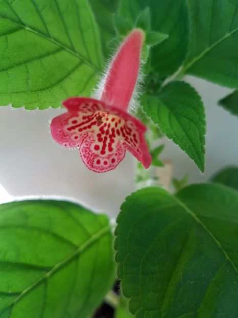 Manchu - KOHLERIILE MELE 2017