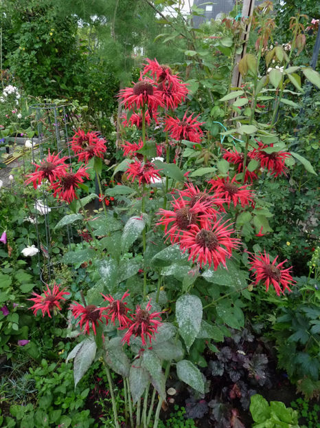 Fainare! - 2017 - 02 - Vara