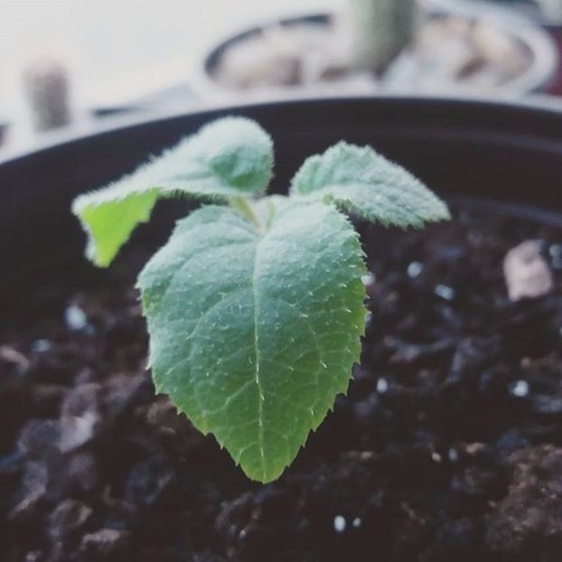 A germinat - Kiwi din Seminte 2016-2017