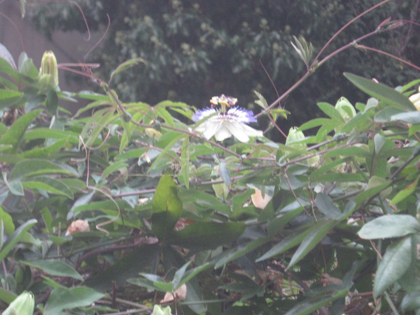 Floarea pasiunii - Venetia - Lido