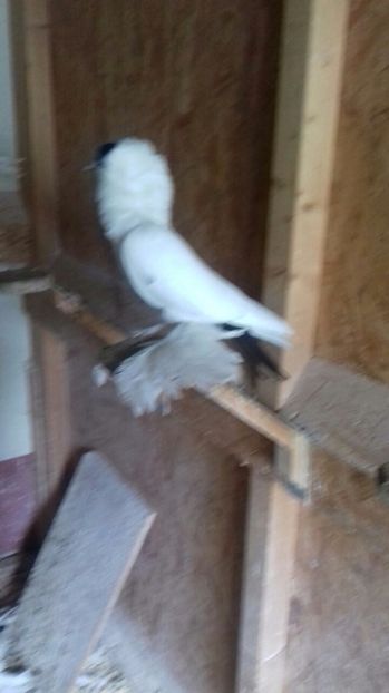 IMG-20170721-WA0001 - cap de maur