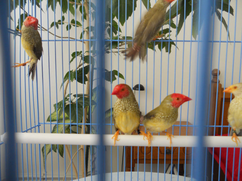 109540084_PZRREFW3 - CINTEZE BINSENI