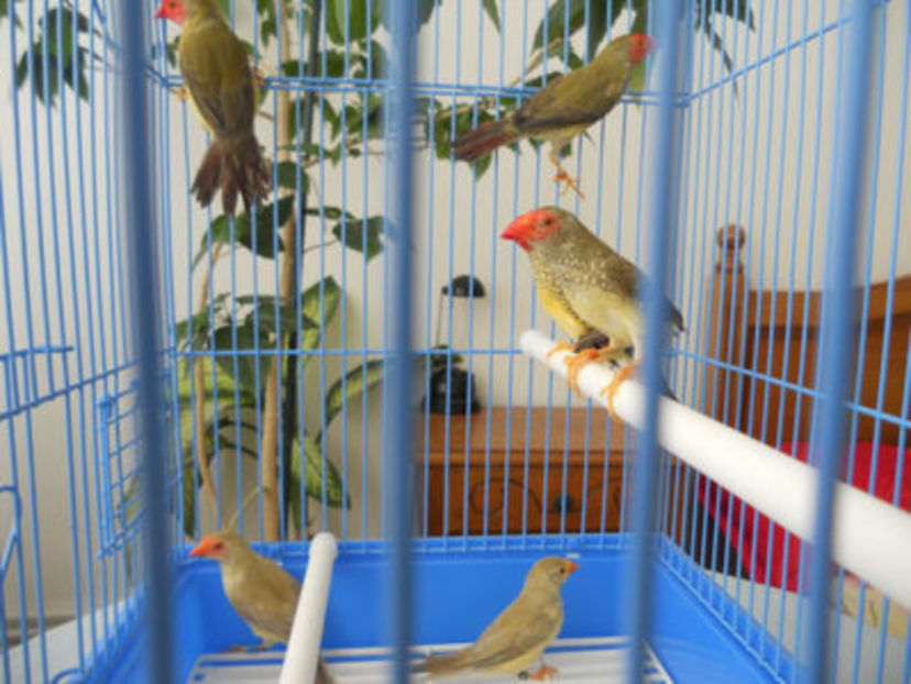 109540085_MYQCTCB - CINTEZE BINSENI