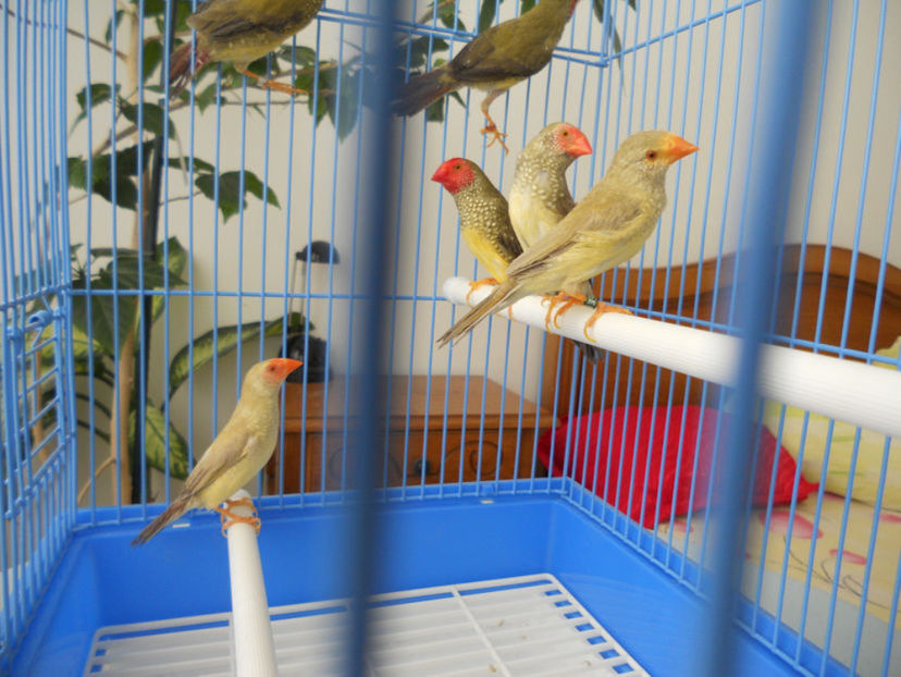 109540086_MAPFAAG - CINTEZE BINSENI