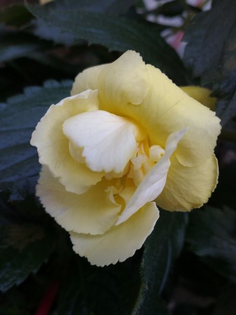  - Yellow English Rose