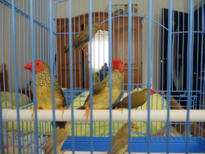 109540088_GNQVTQB3 - CINTEZE BINSENI