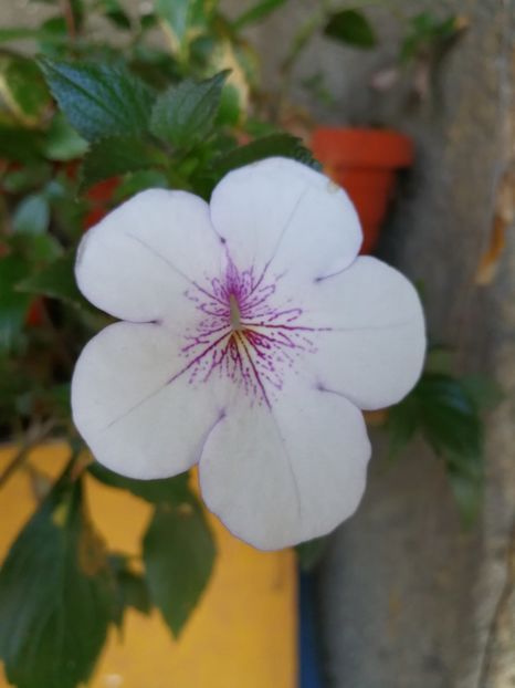  - Achimenes 2017