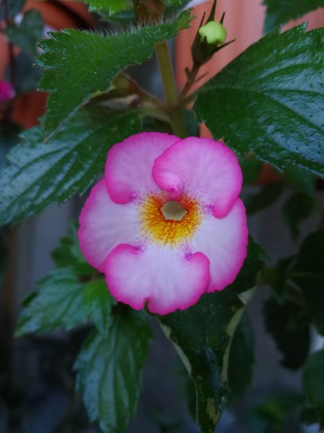 - Achimenes 2017