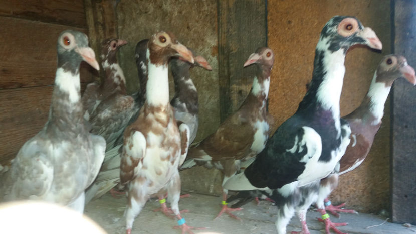  - pui baltati 2017 si alte culori