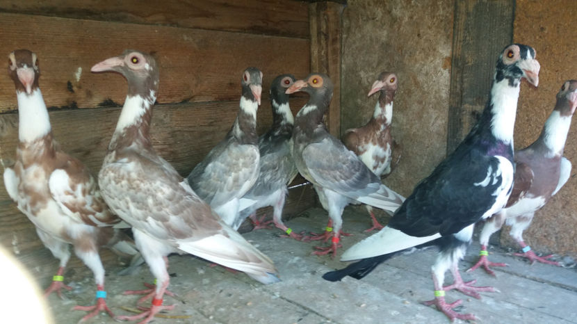  - pui baltati 2017 si alte culori