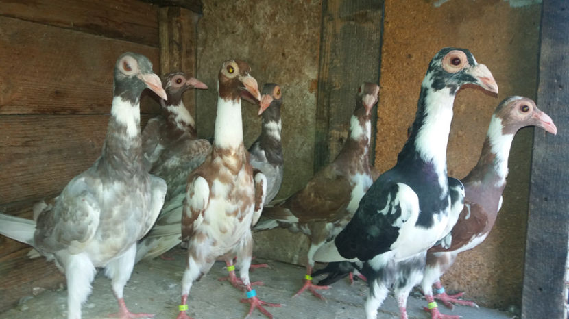  - pui baltati 2017 si alte culori