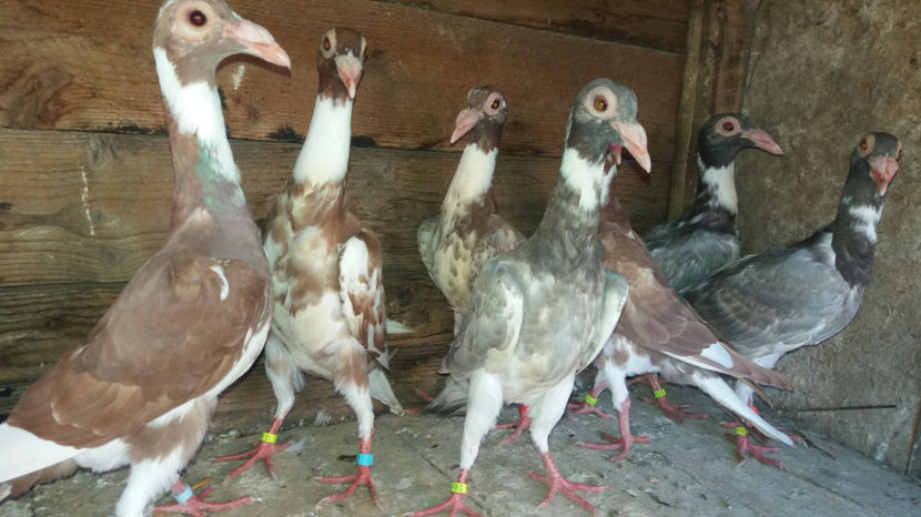  - pui baltati 2017 si alte culori