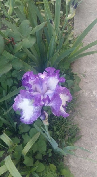  - 2Irisi de vanzare