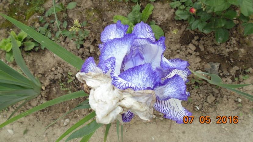 107032273_WGZCZQY - 2Irisi de vanzare