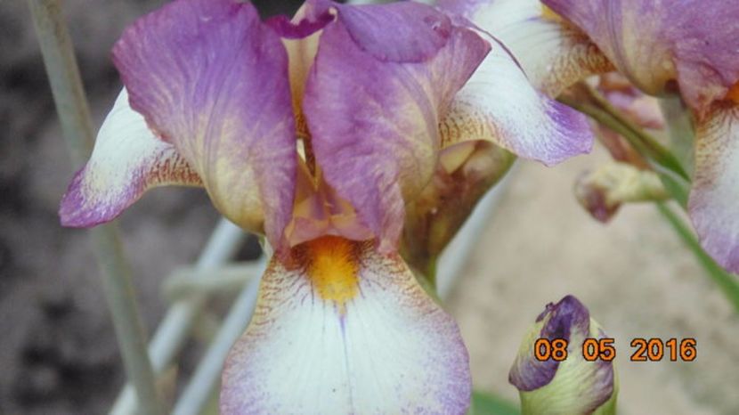 107032275_SVWBXPB - 2Irisi de vanzare