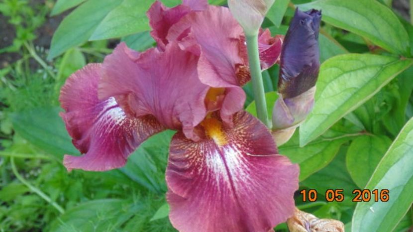 107032277_WECYDJR3 - 2Irisi de vanzare