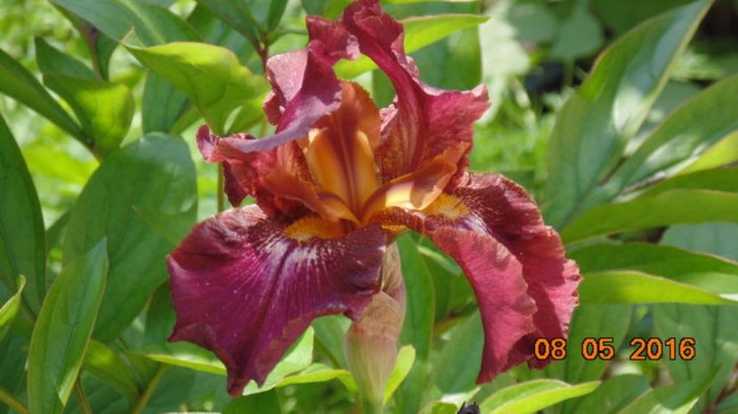 107032296_ZAWCTUM3 - 2Irisi de vanzare