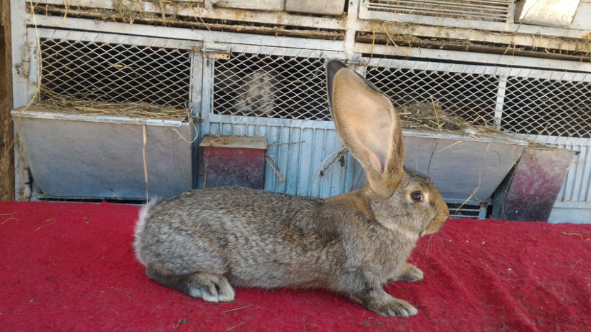 F - RO8 47216 - Tineret 2017