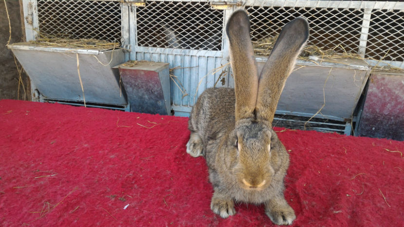 F - RO8 47216 - Tineret 2017