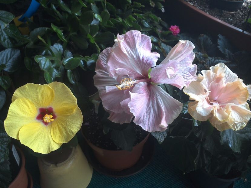 WIN_20170803_100427 - 03Hibiscus