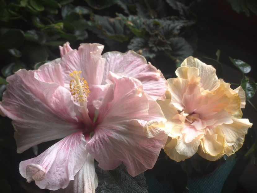 WIN_20170803_100542 - 03Hibiscus