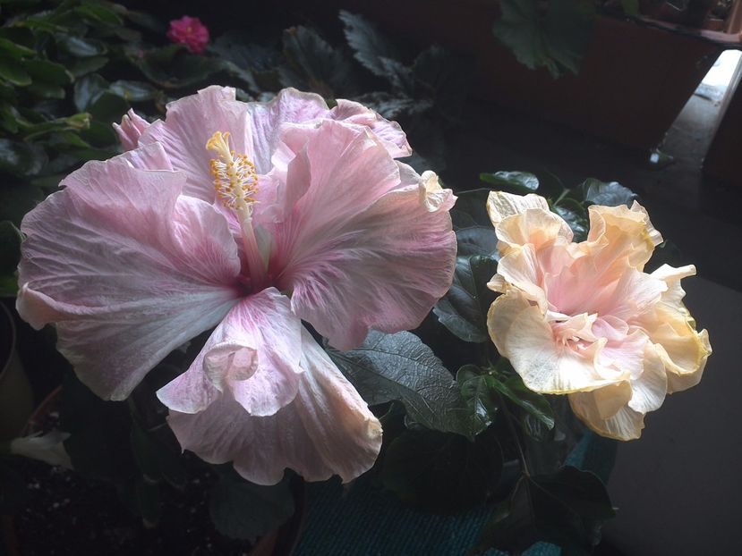 WIN_20170803_100558 - 03Hibiscus